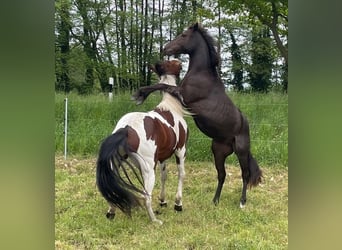 Paint Horse, Stallone, 2 Anni, 150 cm, Roano blu