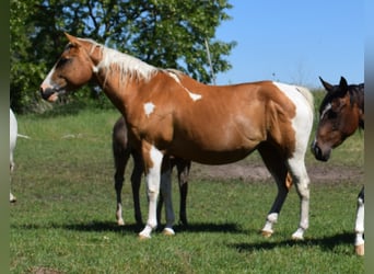 Paint Horse, Stallone, 2 Anni, 150 cm, Roano blu