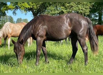 Paint Horse, Stallone, 2 Anni, 150 cm, Roano blu