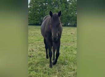 Paint Horse, Stallone, 2 Anni, 150 cm, Roano blu