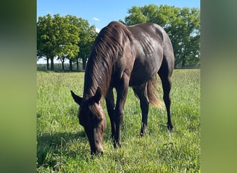 Paint Horse, Stallone, 2 Anni, 150 cm, Roano blu