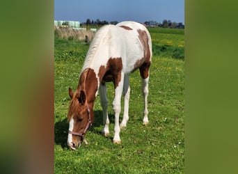 Paint Horse, Stallone, 2 Anni, 150 cm, Tobiano-tutti i colori