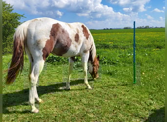 Paint Horse, Stallone, 2 Anni, 150 cm, Tobiano-tutti i colori