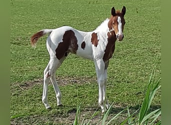 Paint Horse, Stallone, 2 Anni, 150 cm, Tobiano-tutti i colori
