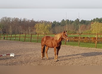 Paint Horse, Stallone, 2 Anni, 150 cm, Tobiano-tutti i colori