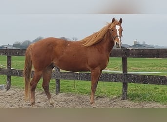 Paint Horse, Stallone, 2 Anni, 150 cm, Tobiano-tutti i colori