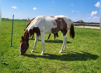 Paint Horse, Stallone, 2 Anni, 150 cm, Tobiano-tutti i colori