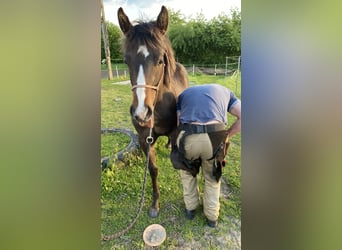 Paint Horse, Stallone, 2 Anni, 152 cm, Baio nero