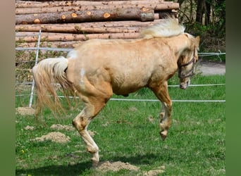 Paint Horse, Stallone, 2 Anni, 155 cm, Pezzato