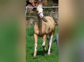 Paint Horse, Stallone, 2 Anni, 155 cm, Pezzato