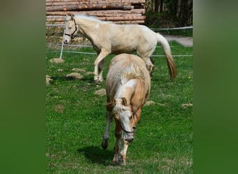 Paint Horse, Stallone, 2 Anni, 155 cm, Pezzato