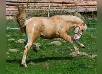 Paint Horse, Stallone, 2 Anni, 155 cm, Pezzato