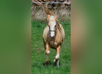 Paint Horse, Stallone, 2 Anni, 155 cm, Pezzato