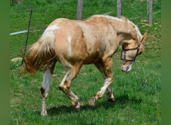 Paint Horse, Stallone, 2 Anni, 155 cm, Pezzato
