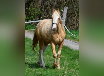 Paint Horse, Stallone, 2 Anni, 155 cm, Pezzato