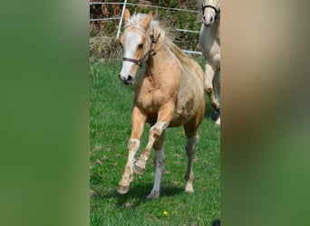 Paint Horse, Stallone, 2 Anni, 155 cm, Pezzato