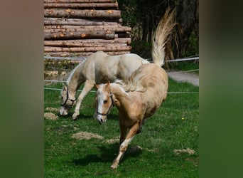 Paint Horse, Stallone, 2 Anni, 155 cm, Pezzato