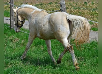 Paint Horse, Stallone, 3 Anni, 148 cm, Champagne