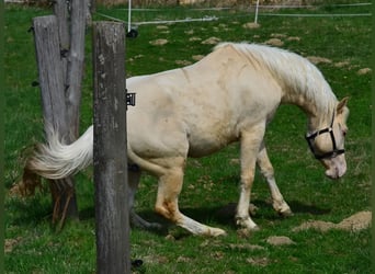 Paint Horse, Stallone, 3 Anni, 148 cm, Champagne