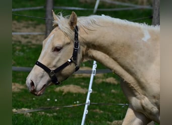 Paint Horse, Stallone, 3 Anni, 148 cm, Champagne