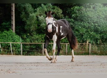 Paint Horse, Stallone, 3 Anni, 151 cm, Overo-tutti i colori