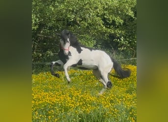 Paint Horse, Stallone, 8 Anni, 148 cm, Overo-tutti i colori