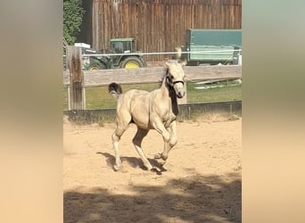 Paint Horse, Stallone, Puledri (05/2025), 145 cm, Pelle di daino