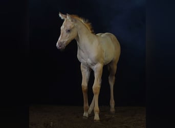 Paint Horse, Stallone, Puledri
 (06/2023), 150 cm, Champagne