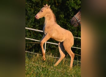 Paint Horse, Stallone, Puledri
 (06/2023), 150 cm, Champagne