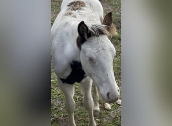 Paint Horse, Stallone, Puledri (05/2025), 152 cm, Grullo