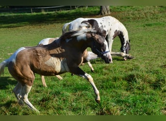 Paint Horse, Stallone, Puledri
 (04/2023), 154 cm, Grullo