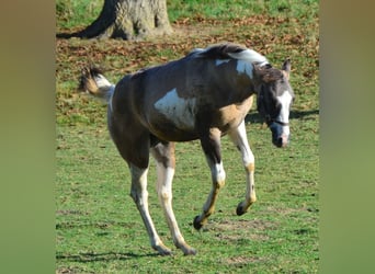Paint Horse, Stallone, Puledri
 (04/2023), 154 cm, Grullo