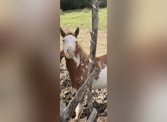 Paint Horse, Stallone, Puledri (05/2025), 154 cm, Overo-tutti i colori