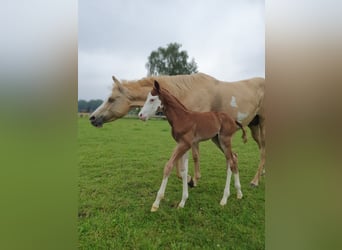 Paint Horse, Stallone, Puledri
 (06/2024), 154 cm, Overo-tutti i colori