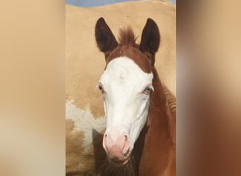 Paint Horse, Stallone, Puledri
 (06/2024), 154 cm, Overo-tutti i colori