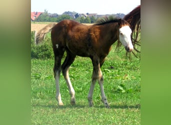 Paint Horse, Stallone, Puledri
 (05/2023), 155 cm, Overo-tutti i colori
