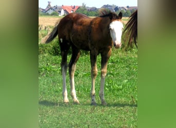 Paint Horse, Stallone, Puledri
 (05/2023), 155 cm, Overo-tutti i colori