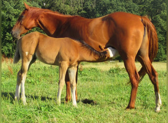 Paint Horse, Stallone, Puledri
 (05/2023), 155 cm, Overo-tutti i colori