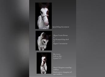 Paint Horse, Stallone, Puledri
 (05/2023), 155 cm, Overo-tutti i colori