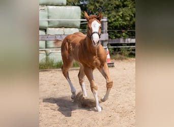 Paint Horse, Stallone, Puledri
 (05/2023), 162 cm, Overo-tutti i colori