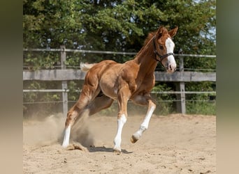 Paint Horse, Stallone, Puledri
 (05/2023), 162 cm, Overo-tutti i colori