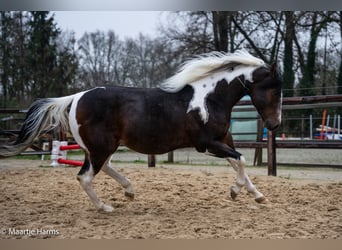 Paint Horse, Stallone, 5 Anni, 158 cm, Tobiano-tutti i colori