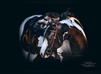 Paint Horse, Stute, 10 Jahre, 145 cm, Tobiano-alle-Farben