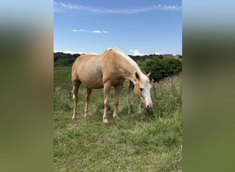 Paint Horse Mix, Stute, 10 Jahre, 150 cm, Palomino