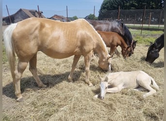 Paint Horse Mix, Stute, 10 Jahre, 150 cm, Palomino