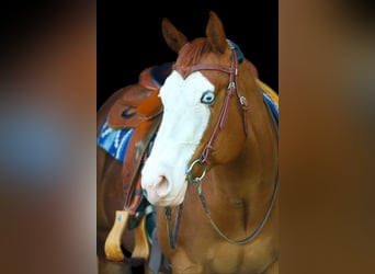 Paint Horse, Stute, 10 Jahre, 151 cm, Fuchs