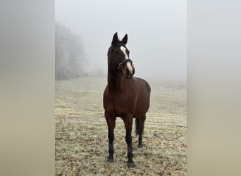 Paint Horse, Stute, 10 Jahre, 152 cm, Brauner