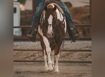 Paint Horse, Stute, 10 Jahre, 152 cm, Rotfuchs