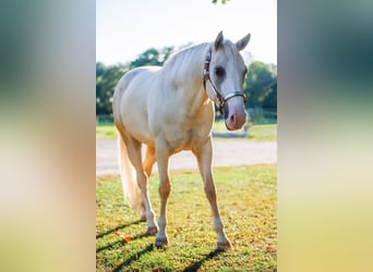 Paint Horse, Stute, 10 Jahre, 154 cm, Palomino