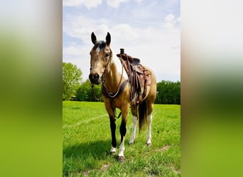 Paint Horse, Stute, 10 Jahre, Buckskin